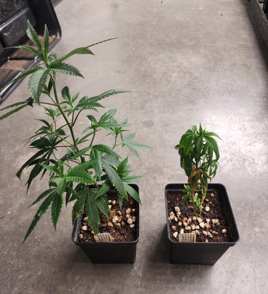 Cannabis Clones Online