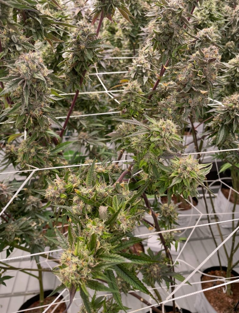 Cannabis Clones Online